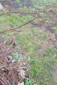 Земельный участок под жилую застройку в Каравае, площадь 54 сотки фото 1