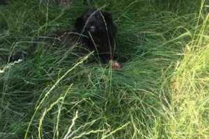 Земля под жилую застройку в Казатине, район Казатин, площадь 18 соток фото 1 Земля под жилую застройку в Казатине, район Казатин, площадь 18 соток фото 1