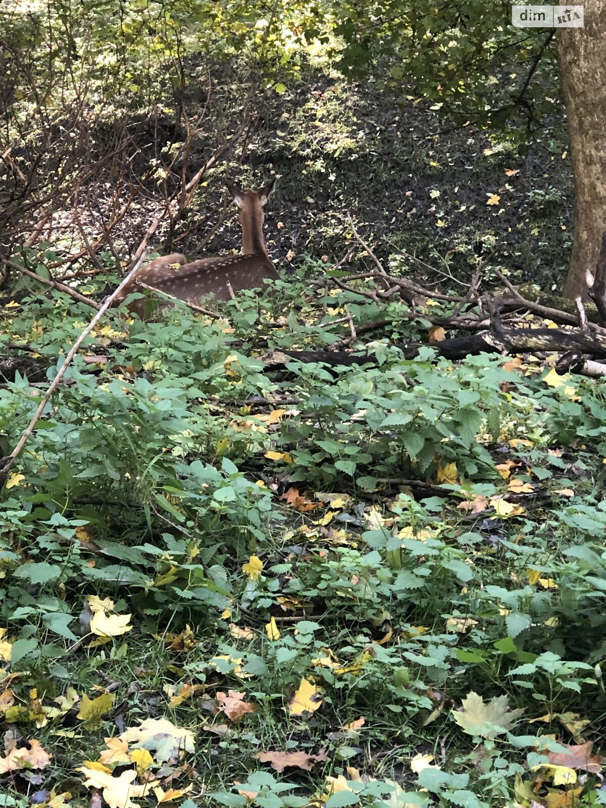 Земля под жилую застройку в Казатине, район Казатин, площадь 18 соток фото 1 Земля под жилую застройку в Казатине, район Казатин, площадь 18 соток фото 1