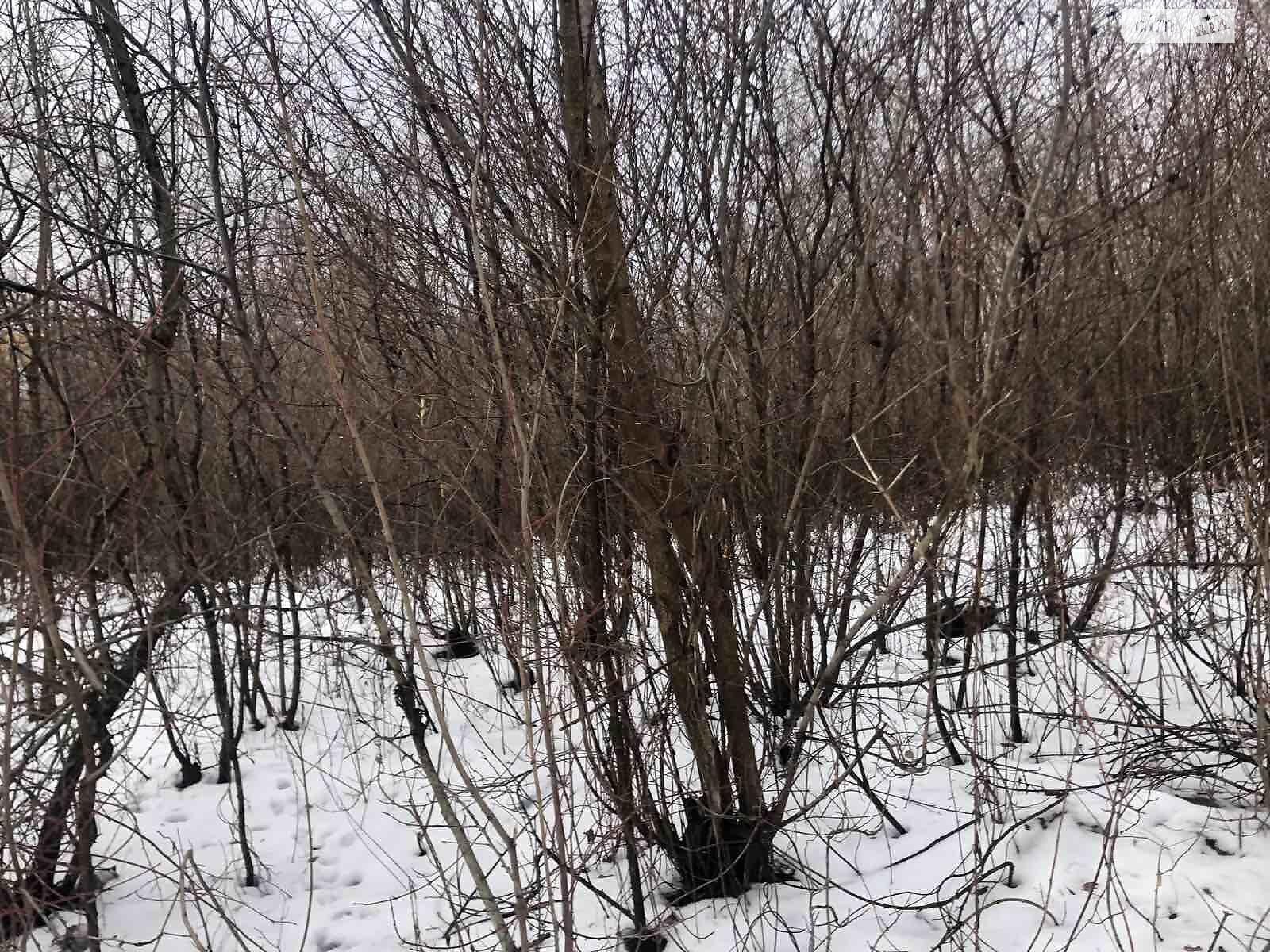 Земля під житлову забудову в Києві, район Багринова гора, площа 10 соток фото 1