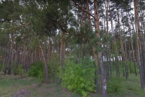 Земля під житлову забудову в Києві, район Биківня, площа 10 соток фото 2
