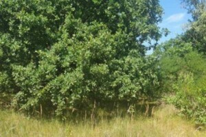 Земля під житлову забудову в Києві, район Голосіїв, площа 10 соток фото 2