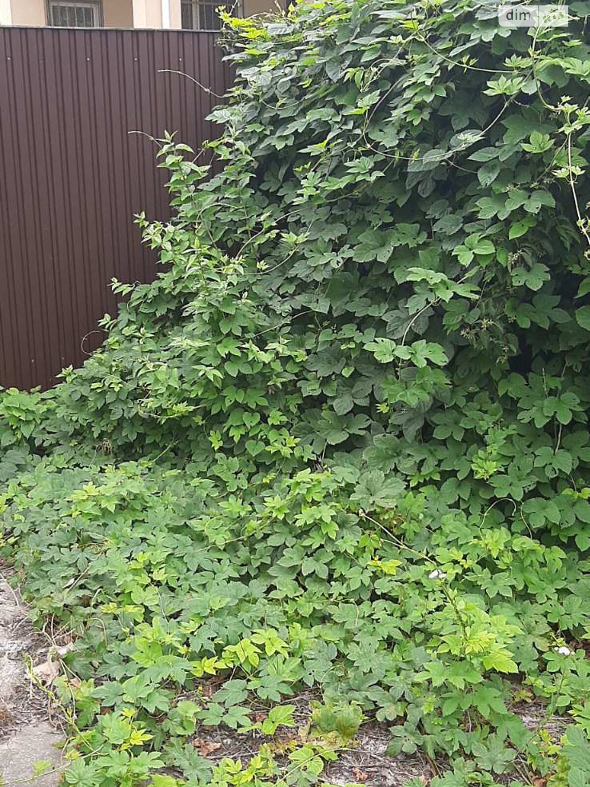 Земля під житлову забудову в Києві, район Нивки, площа 6 соток фото 1 Земля під житлову забудову в Києві, район Нивки, площа 6 соток фото 1