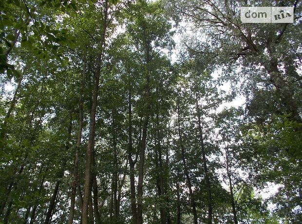 Земля под жилую застройку в селе Лесное, площадь 40 соток фото 1 Земля под жилую застройку в селе Лесное, площадь 40 соток фото 1