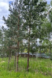 Земельна ділянка під житлову забудову в Конча-Заспі, площа 70 соток фото 2