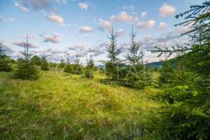 Земельна ділянка під житлову забудову в Кривопіллі, площа 120 соток фото 2