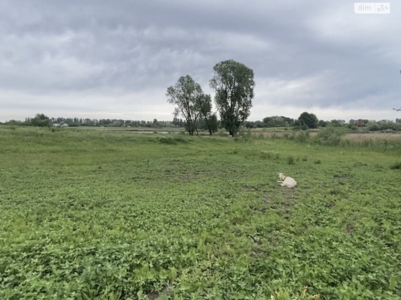 Земельный участок под жилую застройку в Кулябовке, площадь 50 соток фото 1 Земельный участок под жилую застройку в Кулябовке, площадь 50 соток фото 1