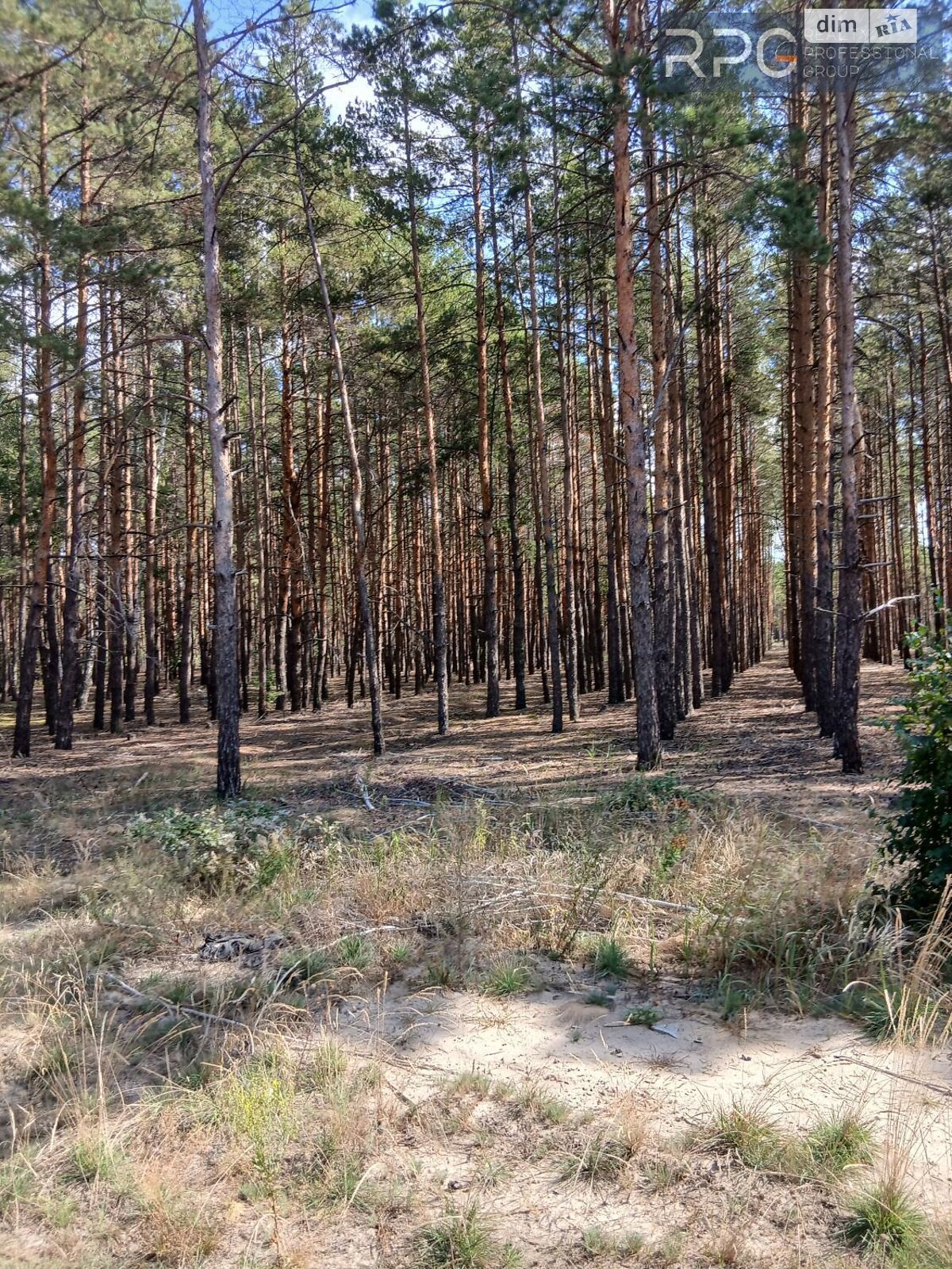 Земельна ділянка під житлову забудову в Лебедівці, площа 16 соток фото 1 Земельна ділянка під житлову забудову в Лебедівці, площа 16 соток фото 1