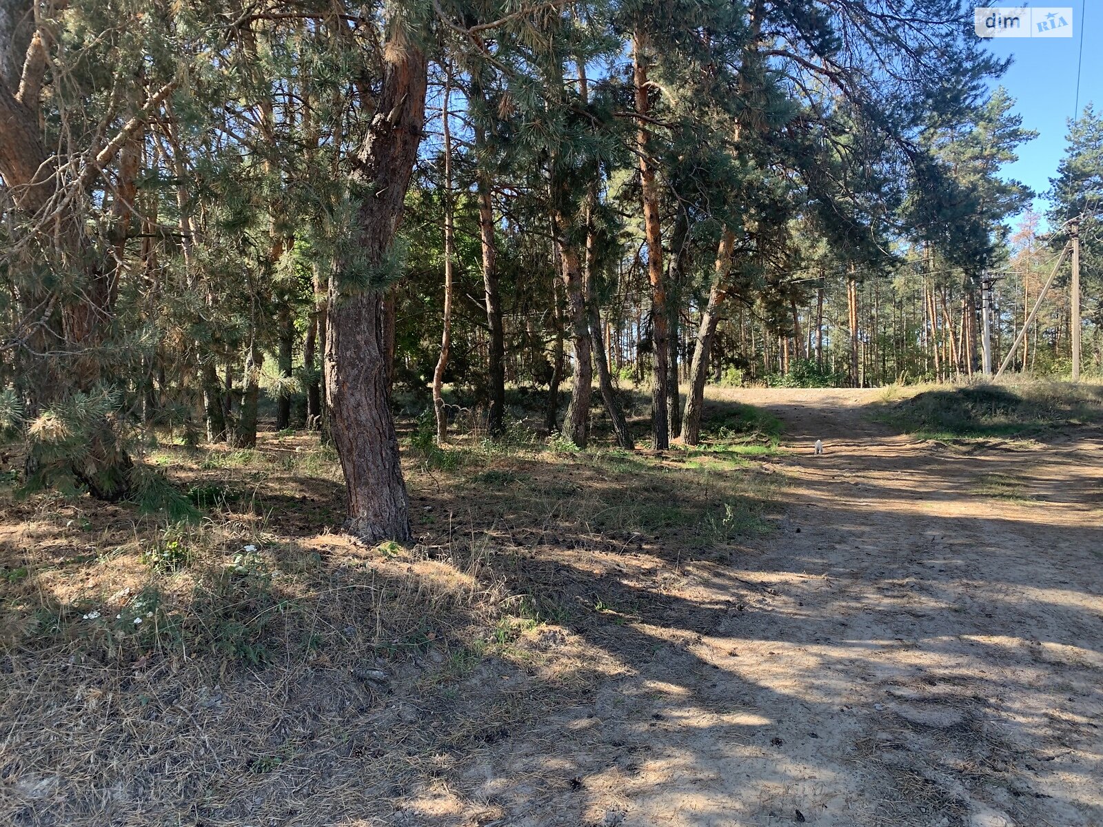 Земельный участок под жилую застройку в Лебедевке, площадь 22 сотки фото 1 Земельный участок под жилую застройку в Лебедевке, площадь 22 сотки фото 1