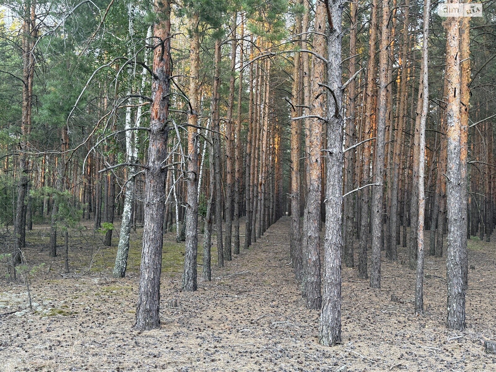 Земельный участок под жилую застройку в Лебедевке, площадь 10.6 сотки фото 1 Земельный участок под жилую застройку в Лебедевке, площадь 10.6 сотки фото 1