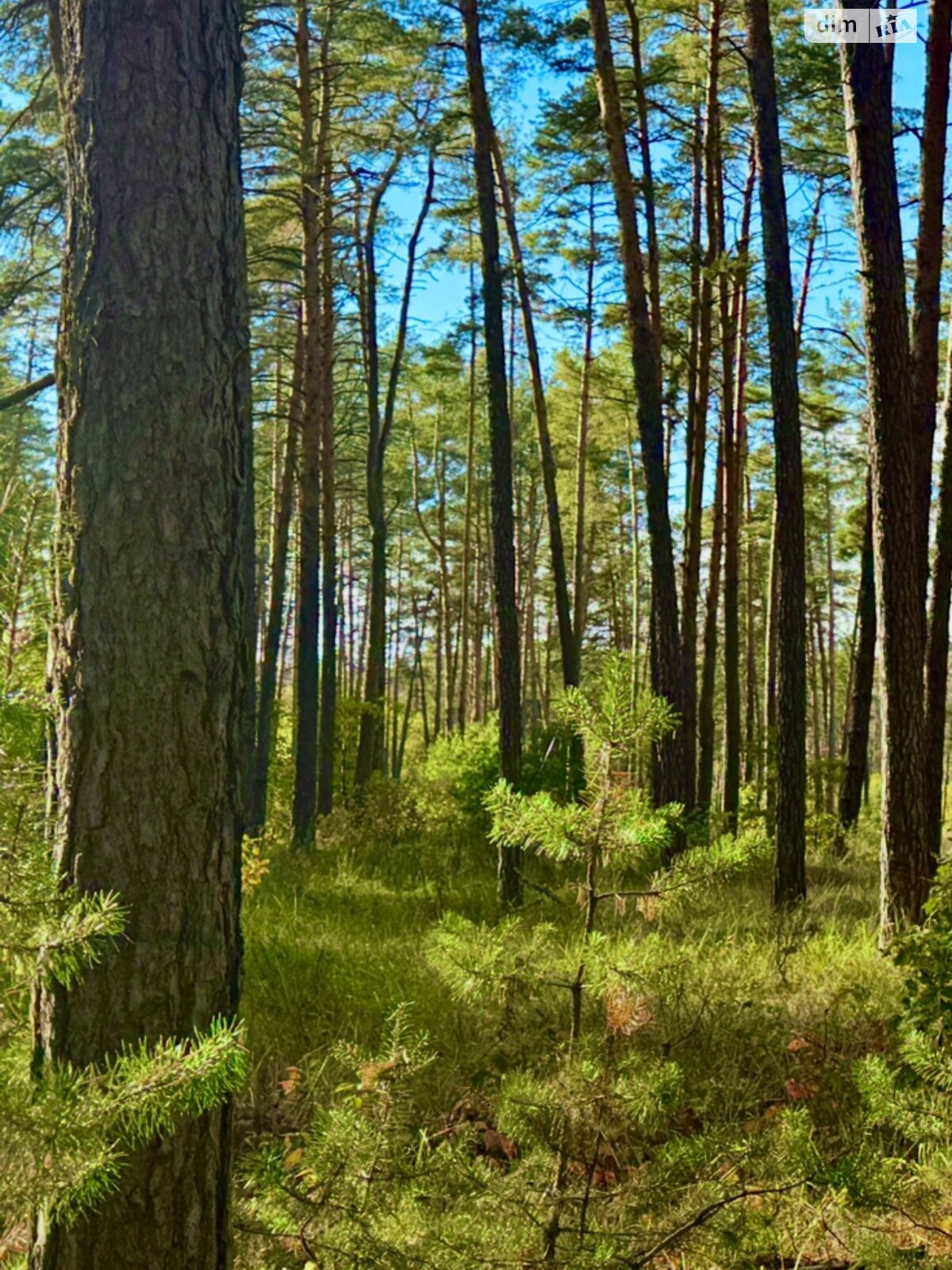 Земельный участок под жилую застройку в Лебедевке, площадь 10 соток фото 1