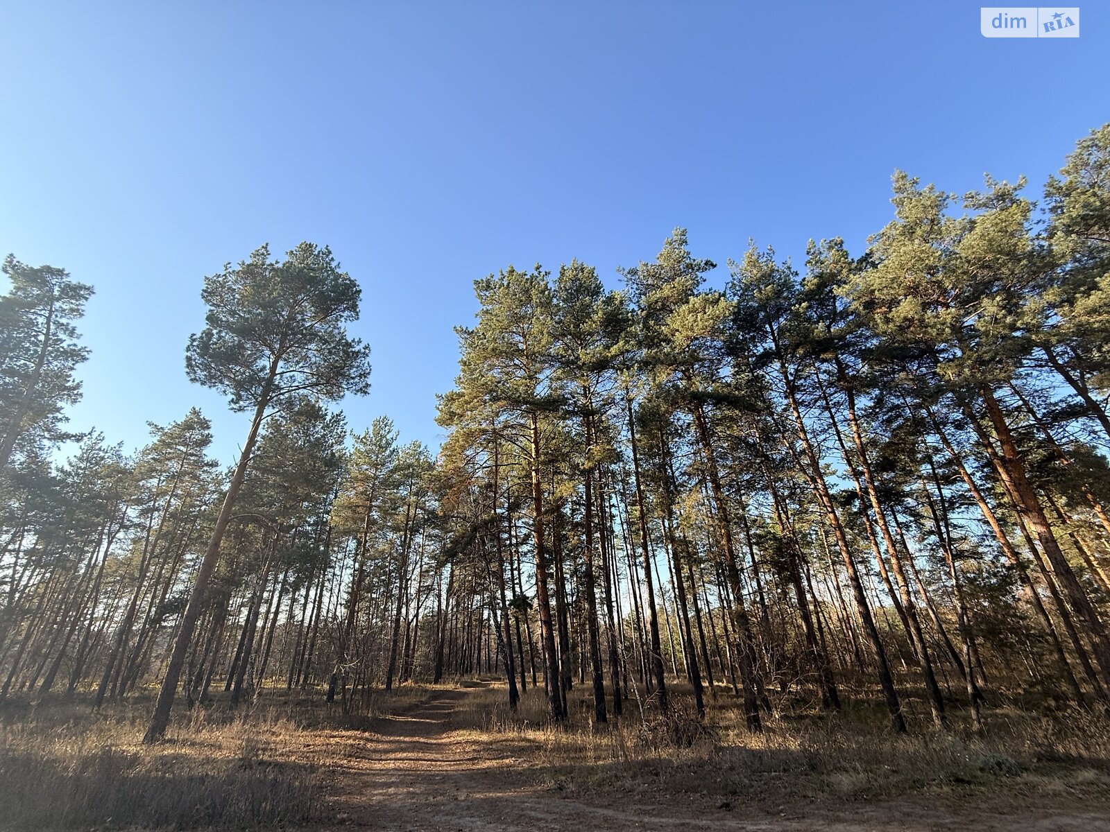 Земельный участок под жилую застройку в Лебедевке, площадь 10 соток фото 1