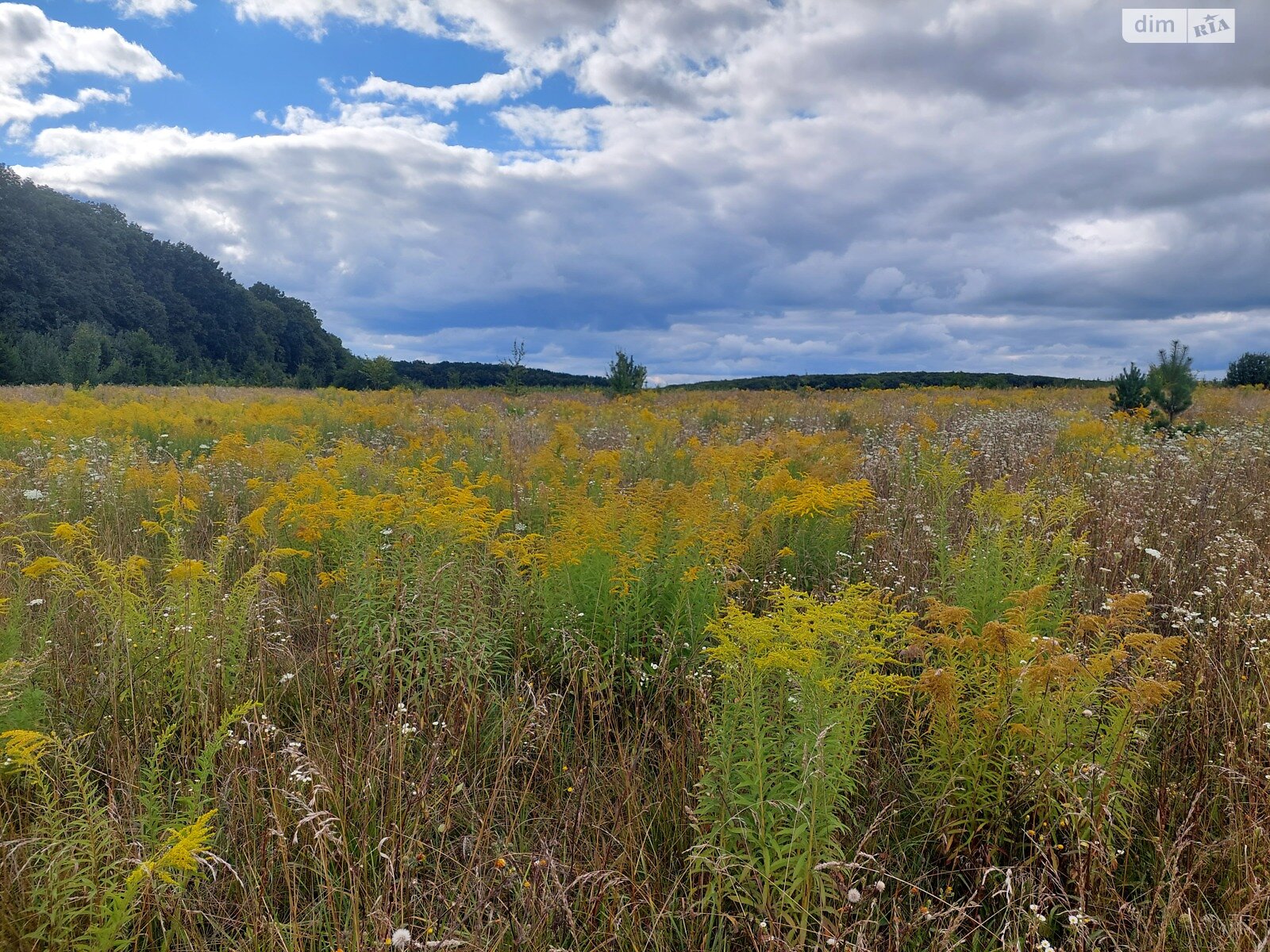 Земельна ділянка під житлову забудову в Луці-Мелешківській, площа 20 соток фото 1 Земельна ділянка під житлову забудову в Луці-Мелешківській, площа 20 соток фото 1