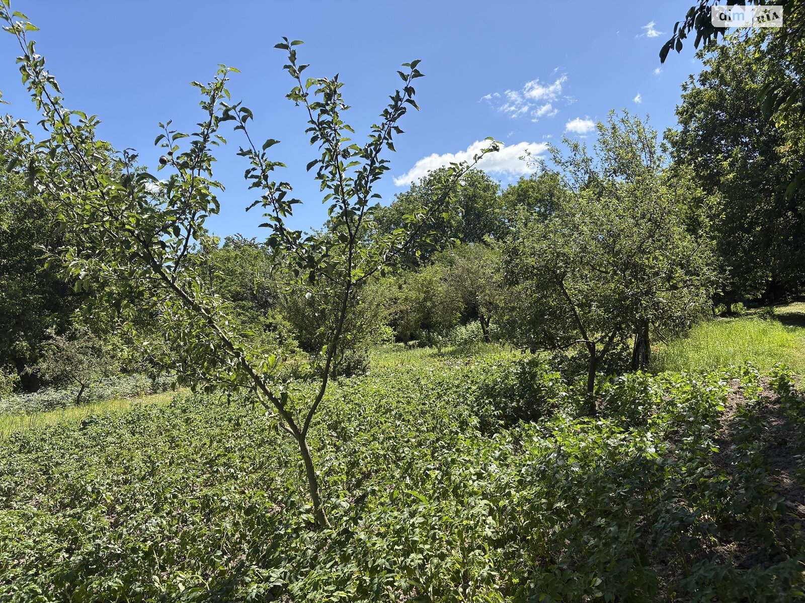 Земельный участок под жилую застройку в Луке-Мелешковской, площадь 24 сотки фото 1