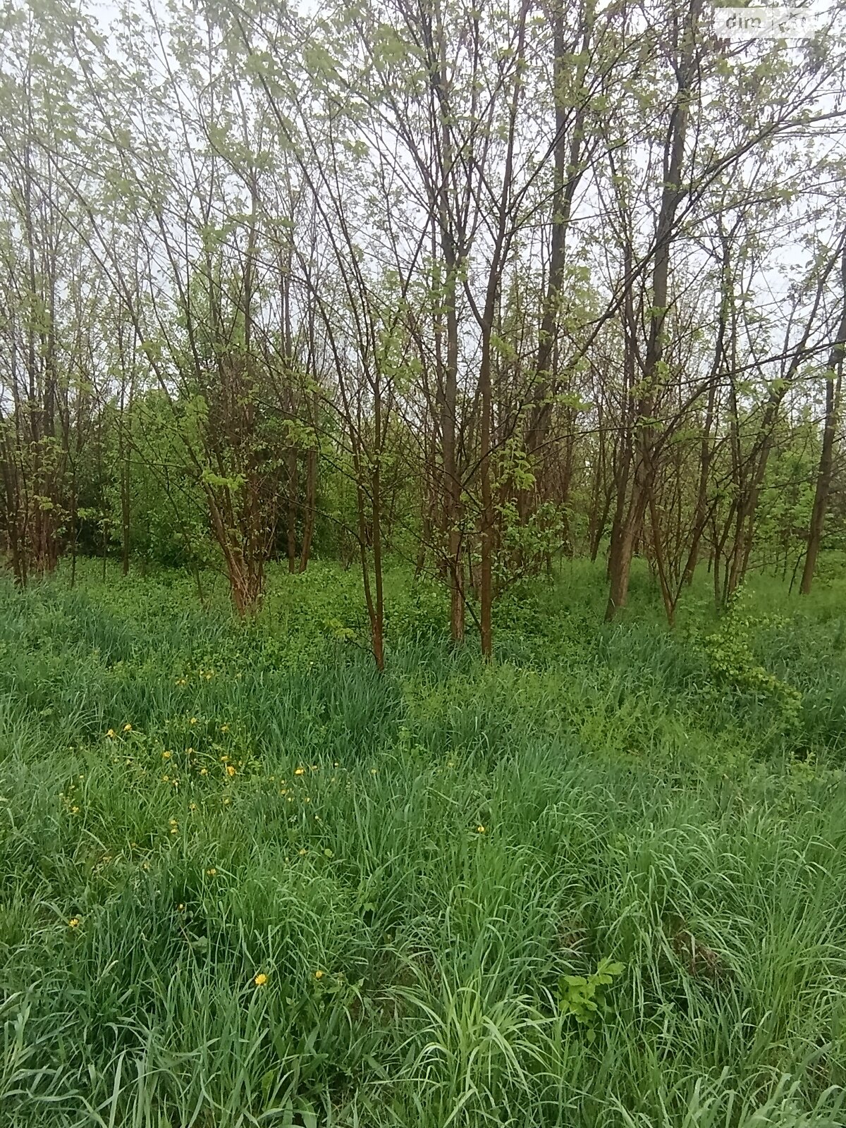 Земельна ділянка під житлову забудову в Луці-Мелешківській, площа 15 соток фото 1 Земельна ділянка під житлову забудову в Луці-Мелешківській, площа 15 соток фото 1