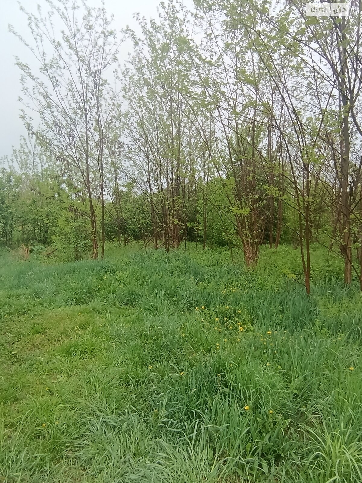 Земельный участок под жилую застройку в Луке-Мелешковской, площадь 15 соток фото 1 Земельный участок под жилую застройку в Луке-Мелешковской, площадь 15 соток фото 1