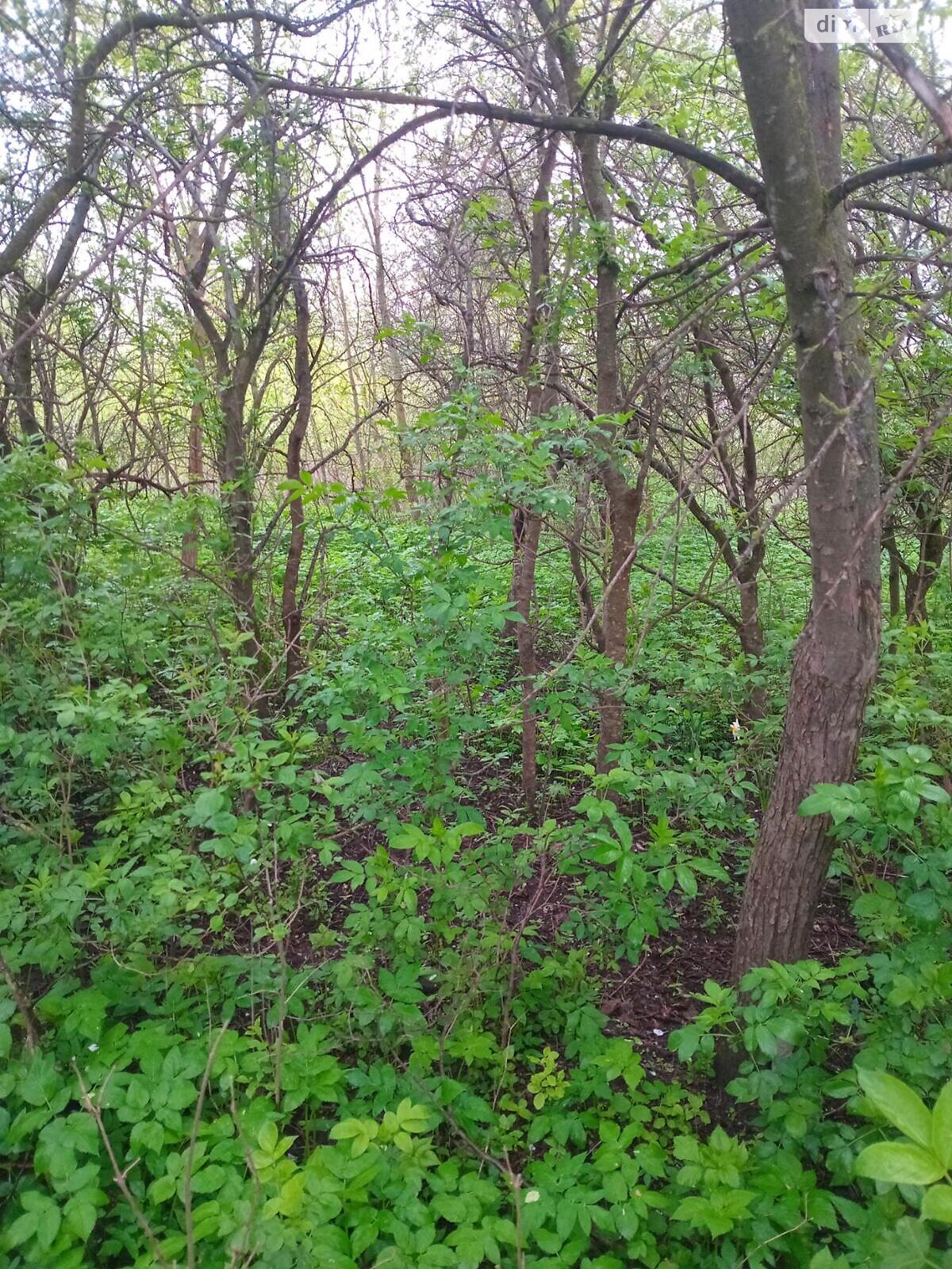 Земельный участок под жилую застройку в Малашовцах, площадь 14 соток фото 1 Земельный участок под жилую застройку в Малашовцах, площадь 14 соток фото 1