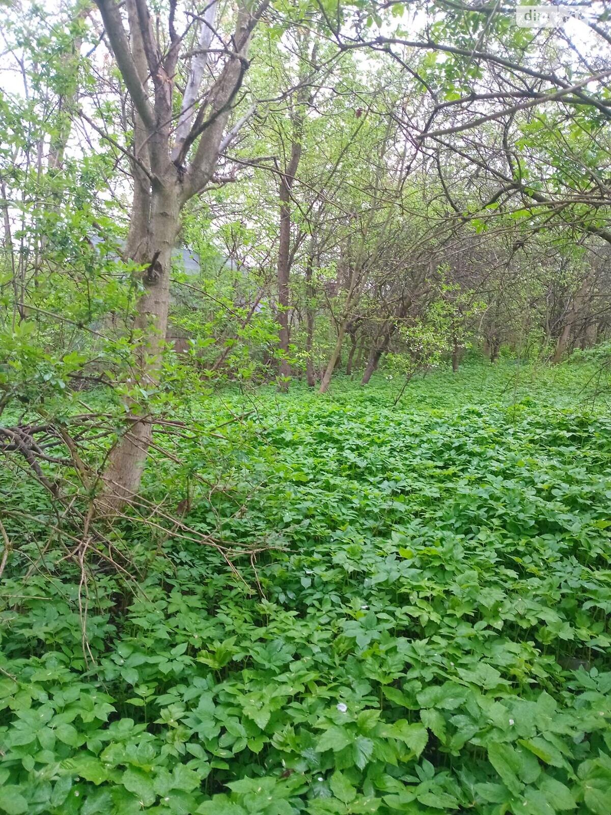 Земельный участок под жилую застройку в Малашовцах, площадь 14 соток фото 1 Земельный участок под жилую застройку в Малашовцах, площадь 14 соток фото 1