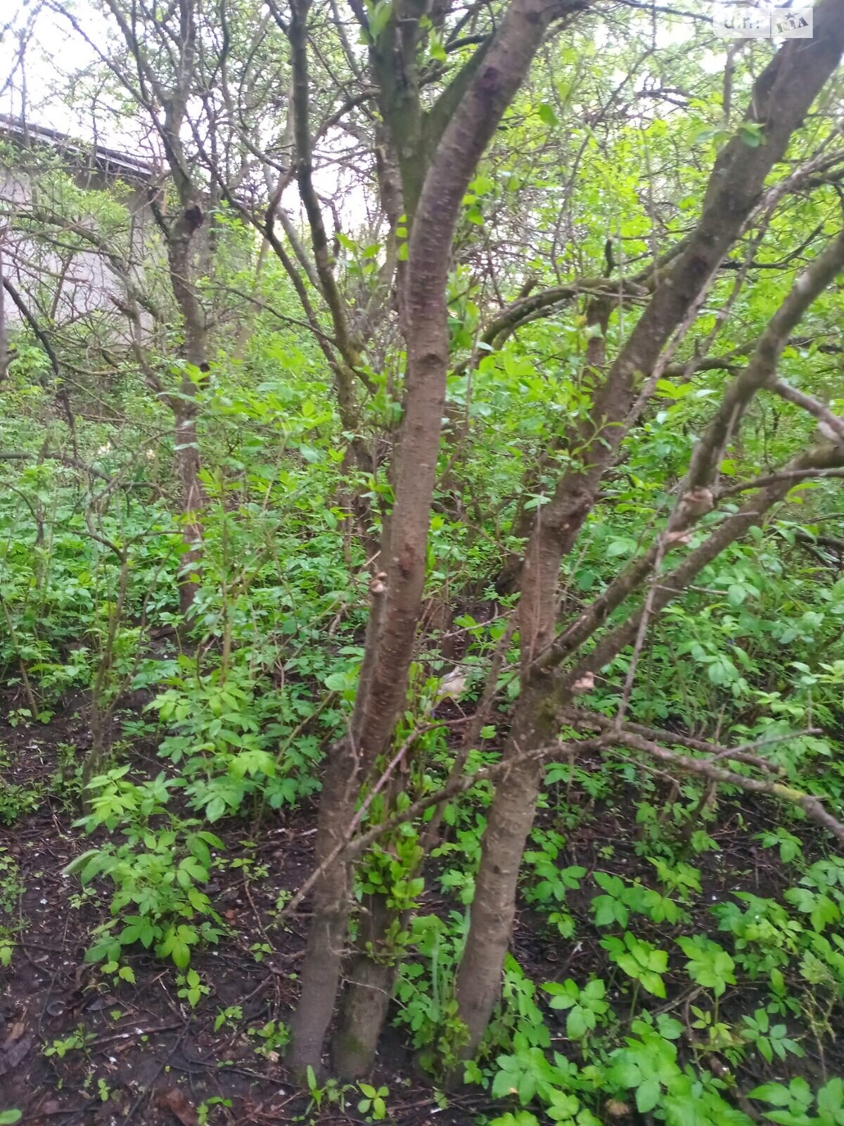 Земельный участок под жилую застройку в Малашовцах, площадь 14 соток фото 1 Земельный участок под жилую застройку в Малашовцах, площадь 14 соток фото 1