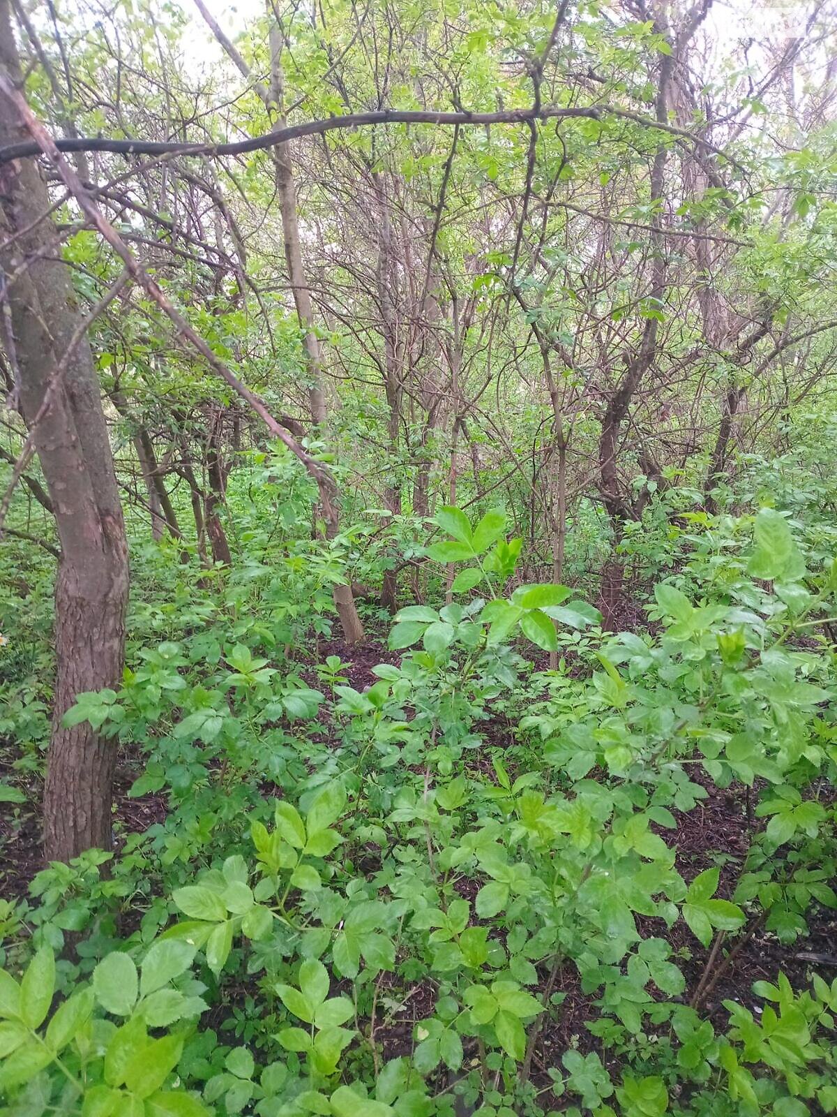 Земельный участок под жилую застройку в Малашовцах, площадь 14 соток фото 1 Земельный участок под жилую застройку в Малашовцах, площадь 14 соток фото 1