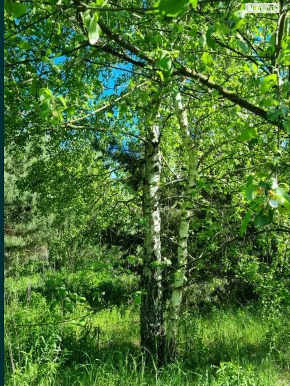 Земельна ділянка під житлову забудову в Малютянці, площа 10 соток фото 1 Земельна ділянка під житлову забудову в Малютянці, площа 10 соток фото 1