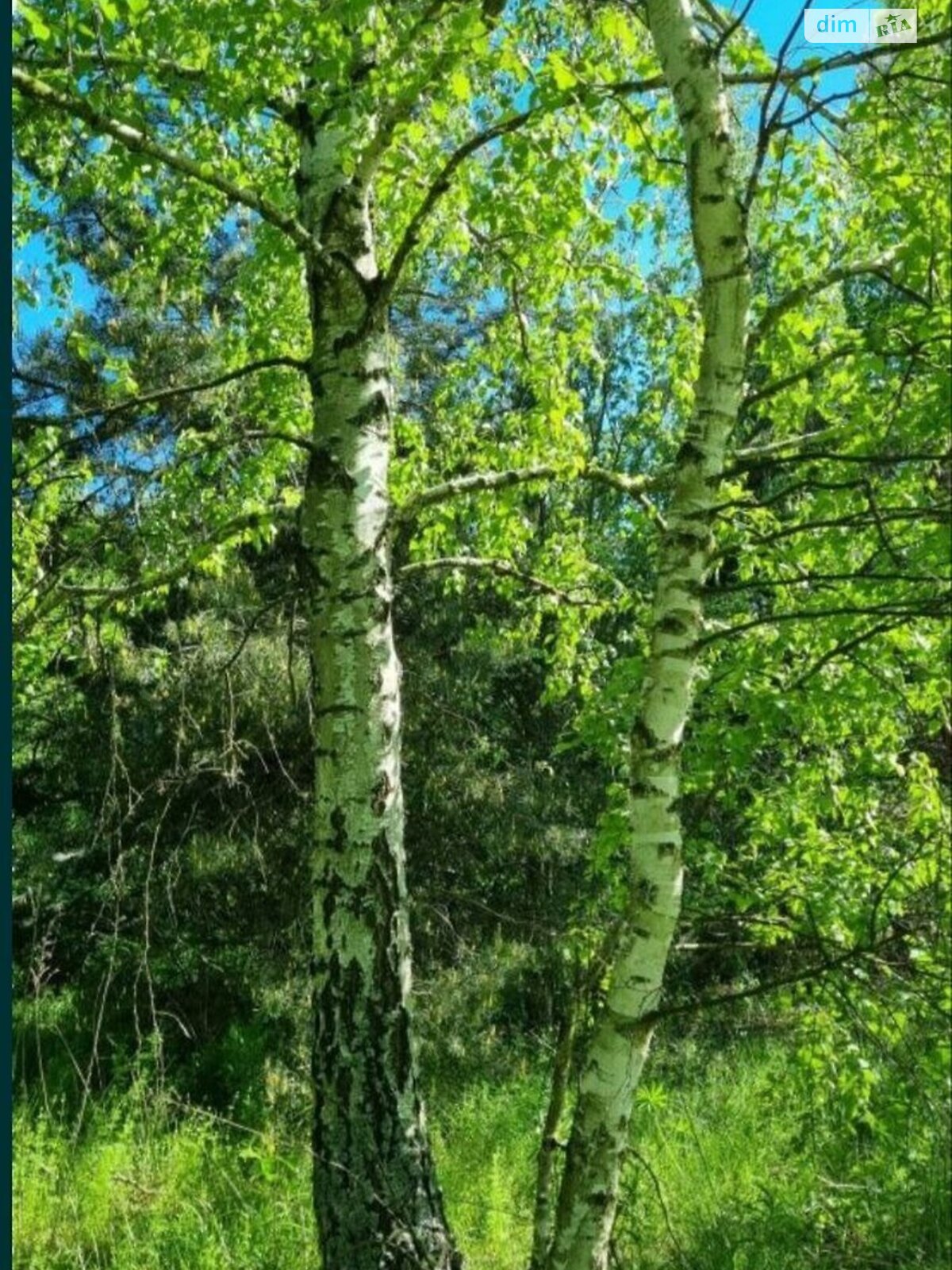 Земельна ділянка під житлову забудову в Малютянці, площа 10 соток фото 1 Земельна ділянка під житлову забудову в Малютянці, площа 10 соток фото 1