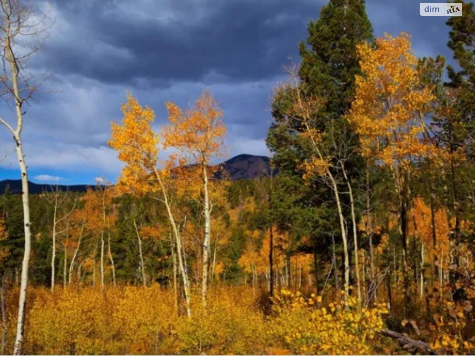 Земельный участок под жилую застройку в Мархалевке, площадь 75 соток фото 1 Земельный участок под жилую застройку в Мархалевке, площадь 75 соток фото 1