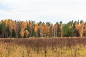 Земельный участок под жилую застройку в Мархалевке, площадь 75 соток фото 2 Земельный участок под жилую застройку в Мархалевке, площадь 75 соток фото 2