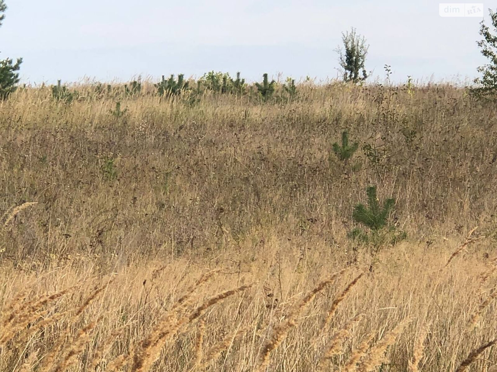 Земельный участок под жилую застройку в Михайловке-Рубежовке, площадь 40 соток фото 1