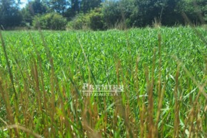 Земельна ділянка під житлову забудову в Молодіжному, площа 11.26 сотки фото 2