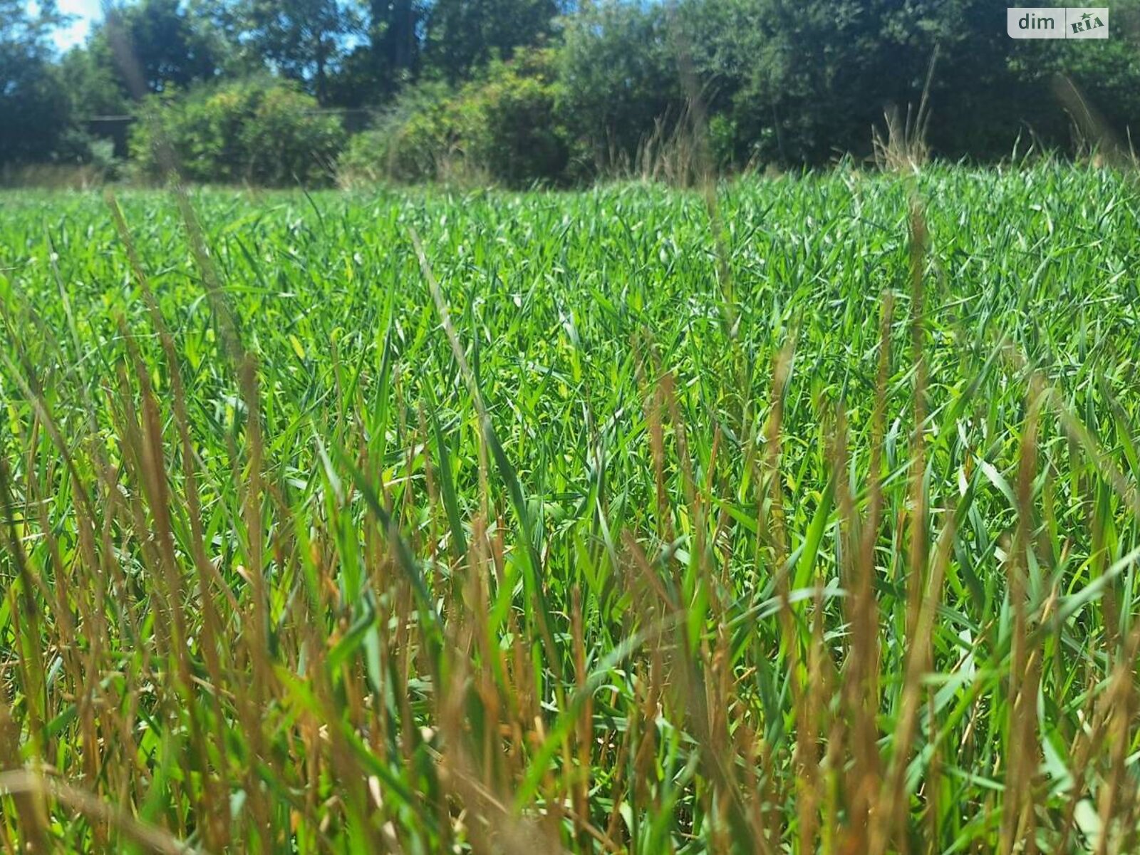 Земельный участок под жилую застройку в Молодежном, площадь 11.26 сотки фото 1 Земельный участок под жилую застройку в Молодежном, площадь 11.26 сотки фото 1