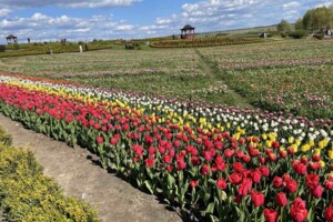 Земельна ділянка під житлову забудову в Мотижині, площа 876 соток фото 2