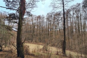 Земельна ділянка під житлову забудову в Музичах, площа 15 соток фото 2