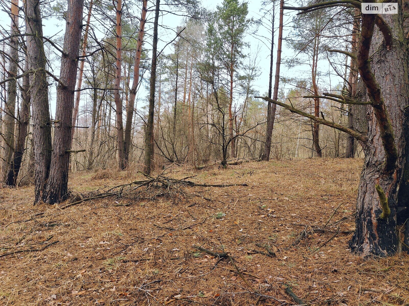Земельна ділянка під житлову забудову в Музичах, площа 15 соток фото 1 Земельна ділянка під житлову забудову в Музичах, площа 15 соток фото 1