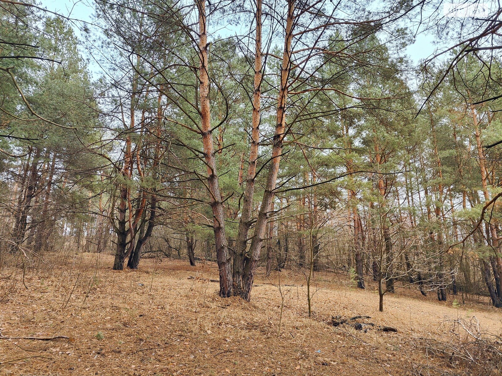 Земельна ділянка під житлову забудову в Музичах, площа 15 соток фото 1 Земельна ділянка під житлову забудову в Музичах, площа 15 соток фото 1