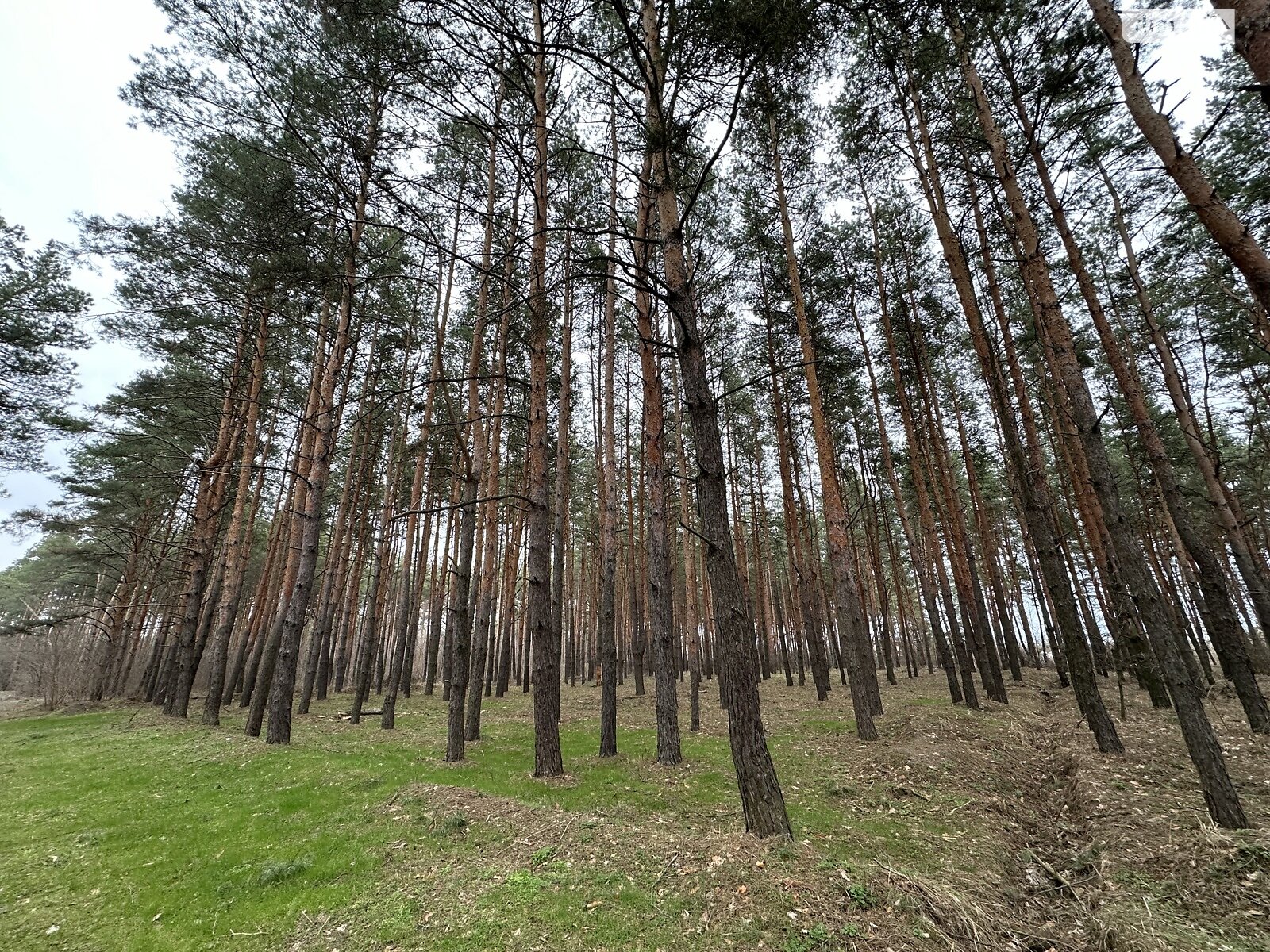 Земельный участок под жилую застройку в Песчанке, площадь 25 соток фото 1