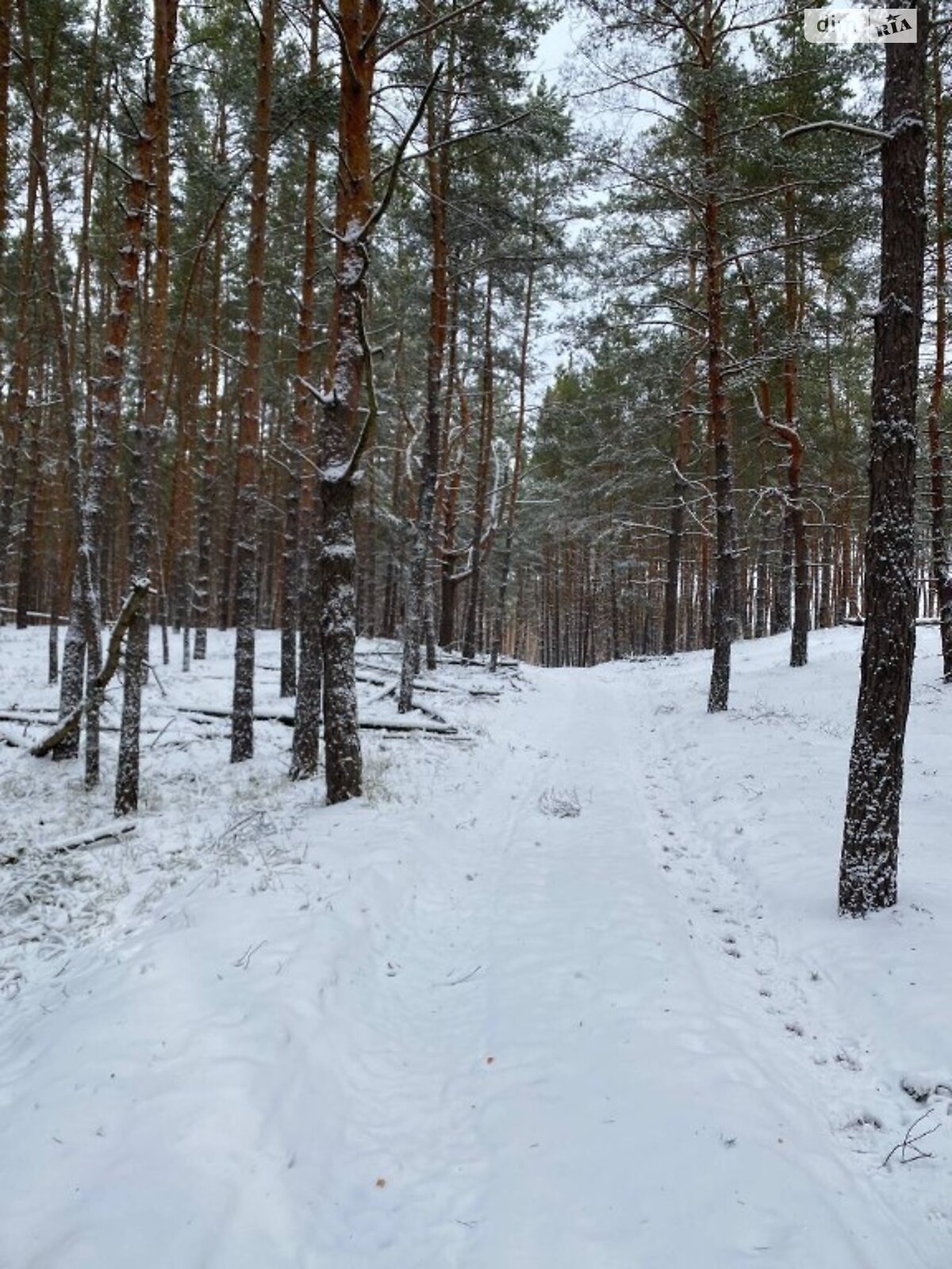 Земельна ділянка під житлову забудову в Козині, площа 120 соток фото 1