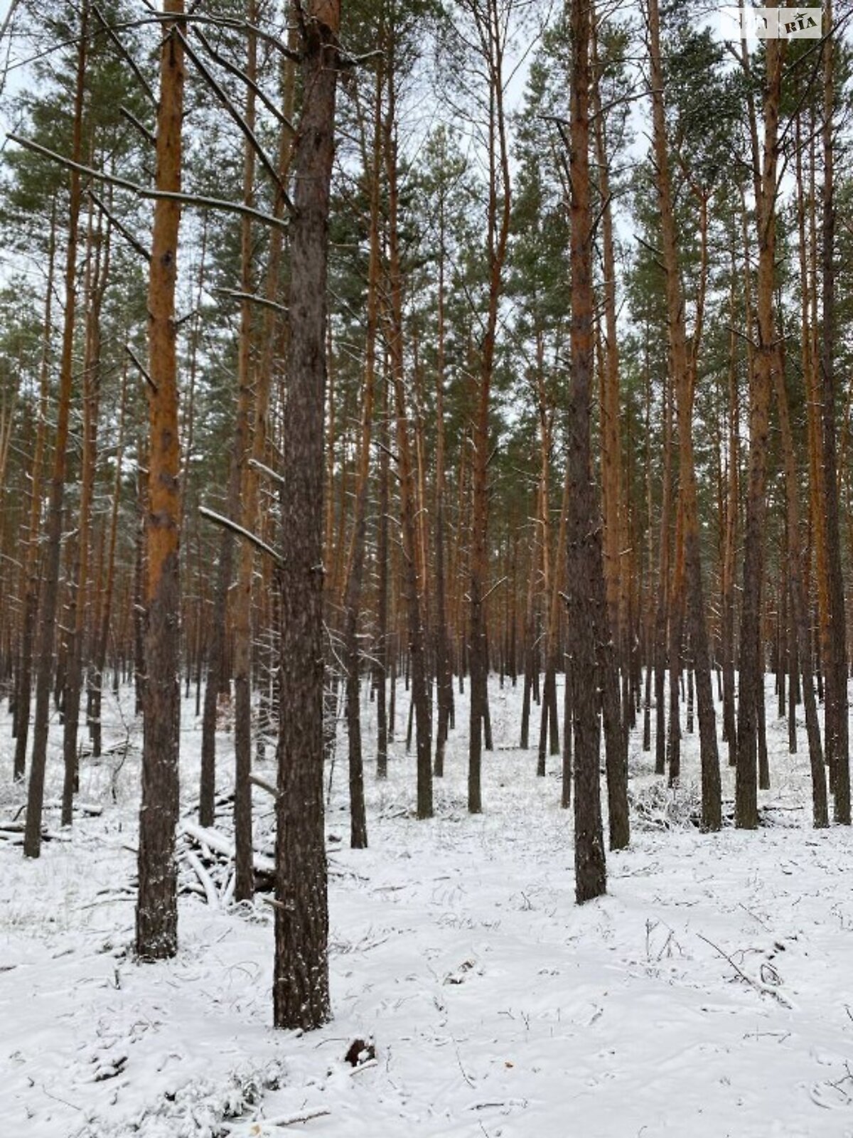 Земельна ділянка під житлову забудову в Козині, площа 120 соток фото 1