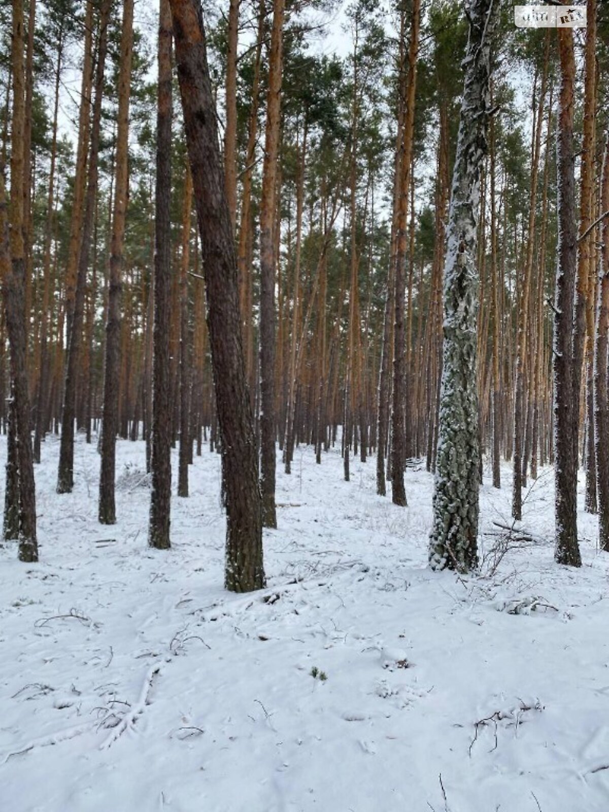 Земельна ділянка під житлову забудову в Козині, площа 120 соток фото 1