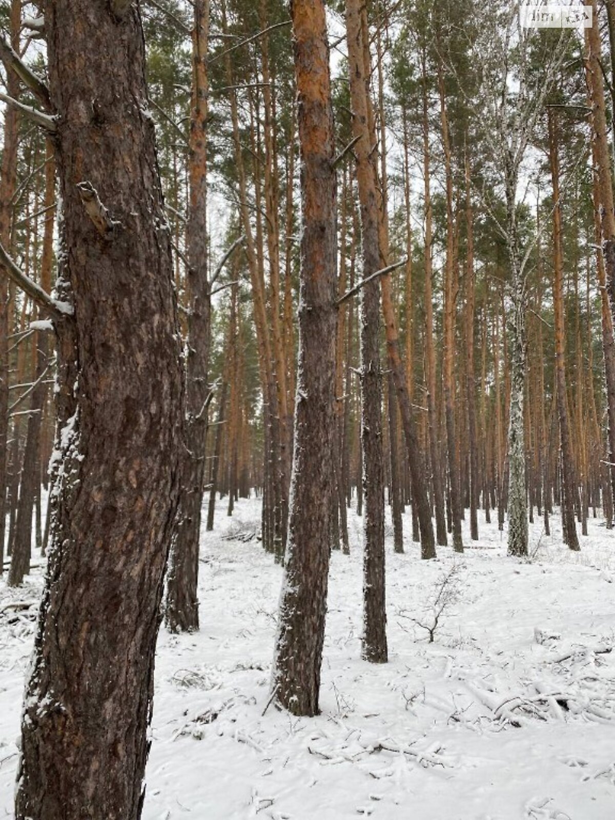 Земельна ділянка під житлову забудову в Козині, площа 120 соток фото 1