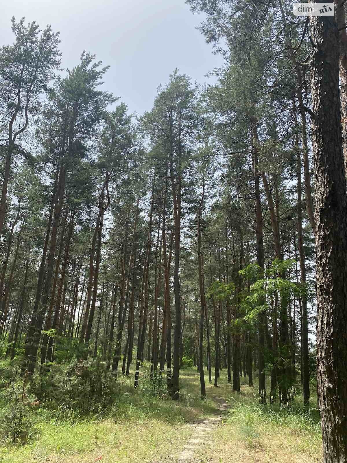 Земельный участок под жилую застройку в Обуховке, площадь 12 соток фото 1 Земельный участок под жилую застройку в Обуховке, площадь 12 соток фото 1