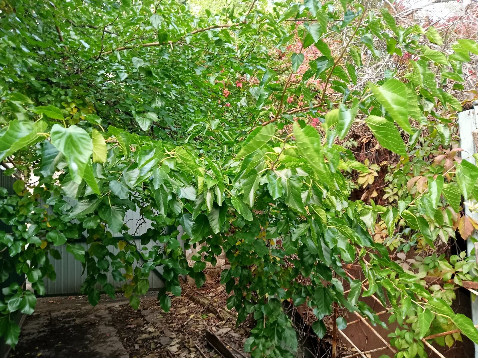 Земля під житлову забудову в Одесі, район Приморський, площа 5 соток фото 1 Земля під житлову забудову в Одесі, район Приморський, площа 5 соток фото 1