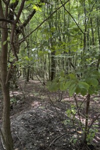 Земельный участок под жилую застройку в Олешине, площадь 11.88 сотки фото 2 Земельный участок под жилую застройку в Олешине, площадь 11.88 сотки фото 2