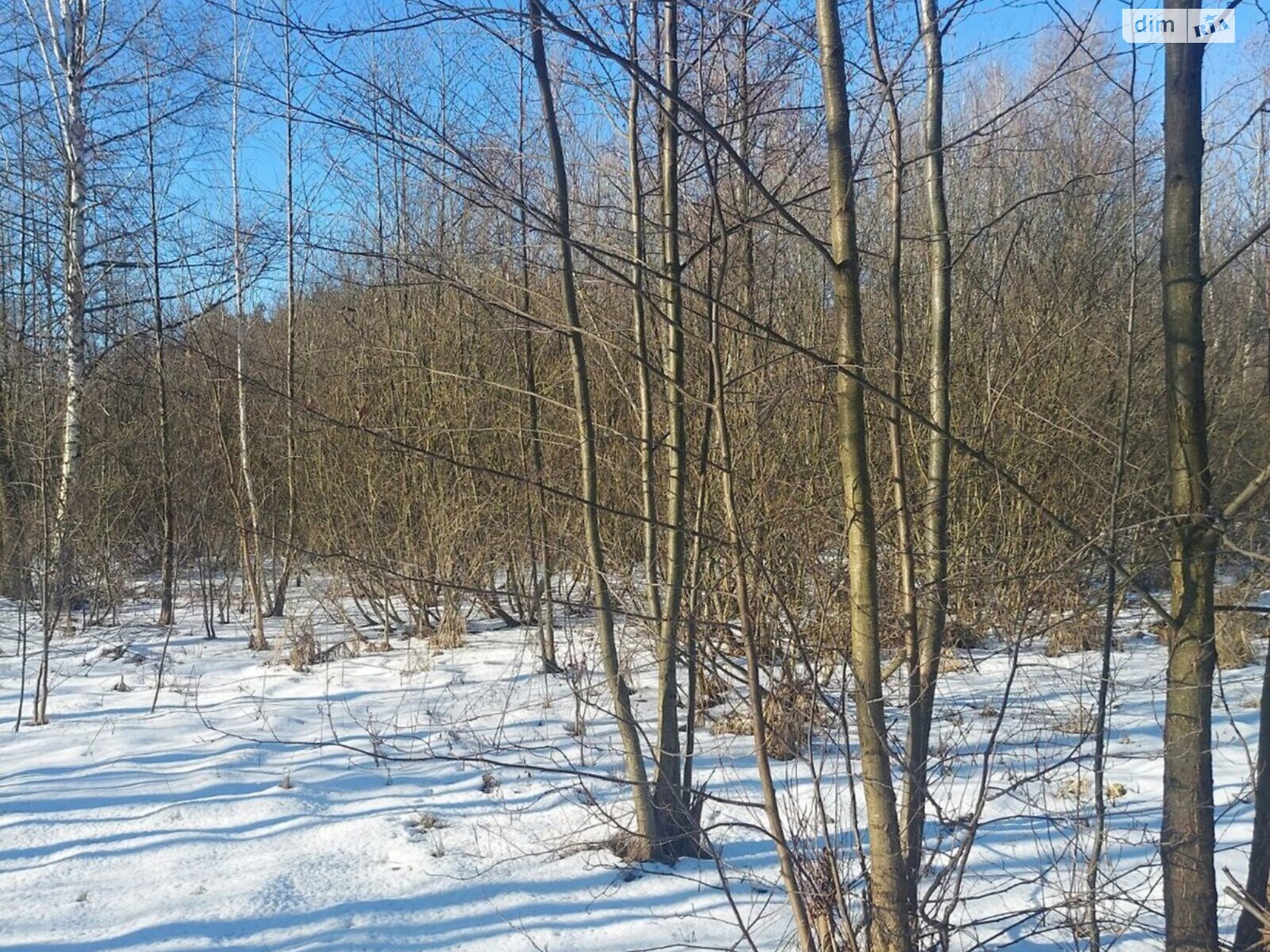 Земельна ділянка під житлову забудову в Олиевке, площа 12 соток фото 1