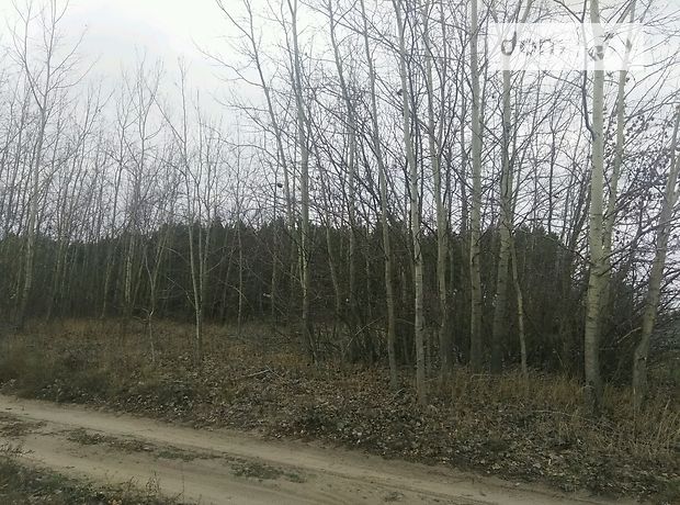 Земля под жилую застройку в селе Девички, площадь 40 соток фото 1 Земля под жилую застройку в селе Девички, площадь 40 соток фото 1