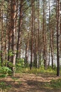 Земельна ділянка під житлову забудову в Перше Травня, площа 24.58 сотки фото 2