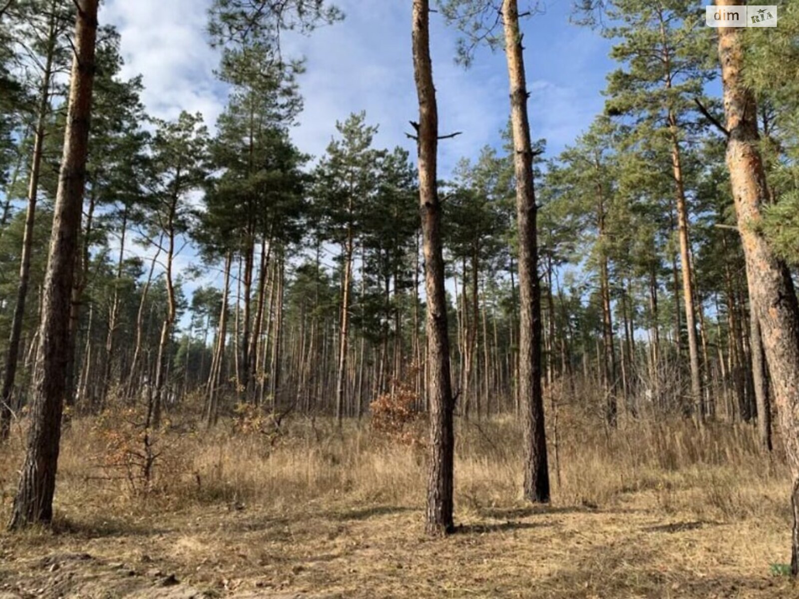 Земельна ділянка під житлову забудову в Піщанці, площа 0.25 Га фото 1