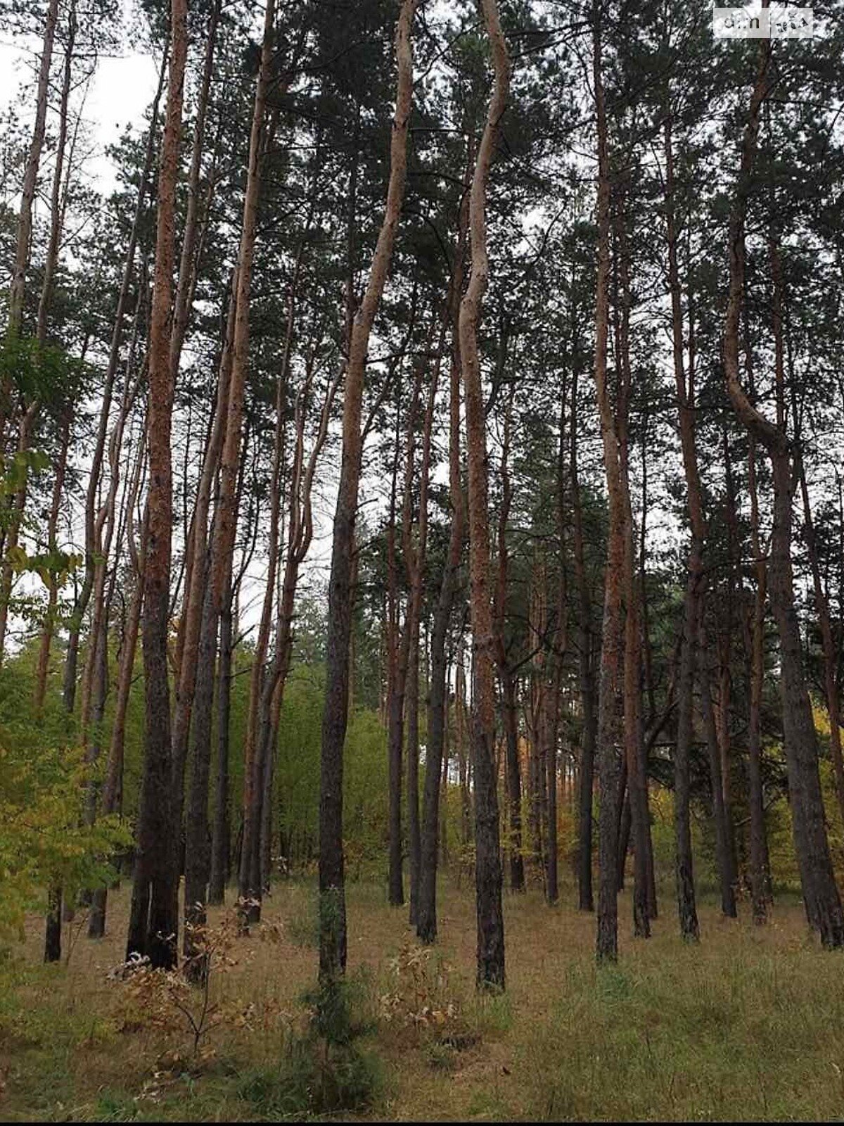 Земельна ділянка під житлову забудову в Піщанці, площа 6.4 сотки фото 1 Земельна ділянка під житлову забудову в Піщанці, площа 6.4 сотки фото 1