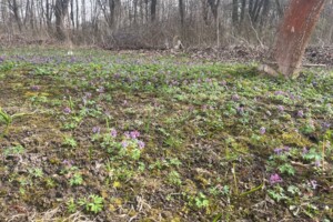 Земельный участок под жилую застройку в Петрике, площадь 27 соток фото 2