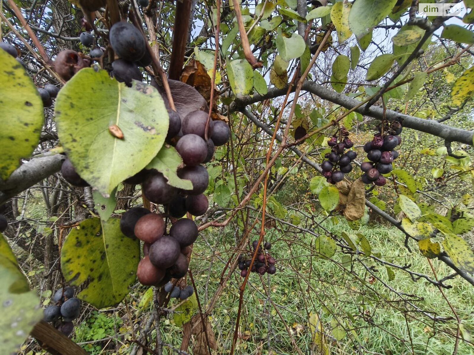 Земельный участок под жилую застройку в Пилиповичах, площадь 16.9 сотки фото 1